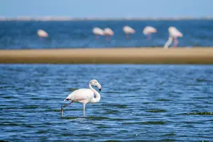 Minor: Lesser Flamingos (Phoeniconaias minor), Greater