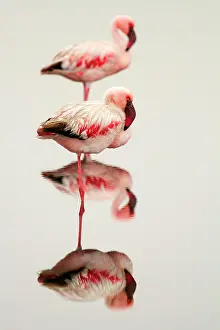 Minor: Lesser flamingos (Phoeniconaias minor), standing
