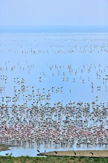Manyara: Lesser Flamingos, Phoenicopterus minor