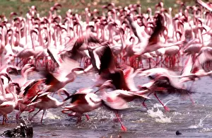 Alyssa Giustozzi: LESSER FLAMINGOS - taking off