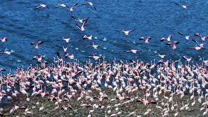 Taking: Lesser Flamingos taking off for a flight from Lake