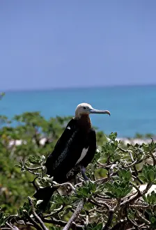 Ariel: Lesser Frigatebird