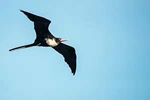 Cousin: Lesser frigatebird
