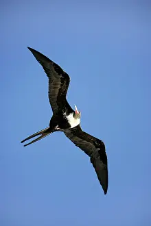 Frigatebirds: Lesser Frigatebird - in flight