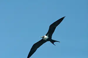 Frigatebirds: Lesser Frigatebird - In flight