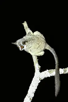 Bushbaby: LESSER GALAGO BUSHBABY
