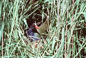 Clem Haagner: LESSER GALLINULE - on nest in grass