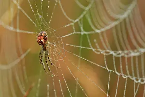 Webs: Lesser Garden Spider in spiderweb covered in dew