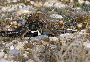 Plovers: Lesser Golden Plover