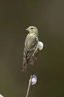 Madera: Lesser Goldfinch