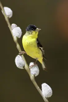 Madera: Lesser Goldfinch