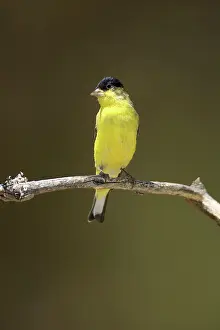 Madera: Lesser Goldfinch
