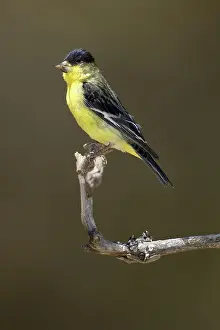 Madera: Lesser Goldfinch