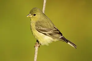 Goldfinches: Lesser Goldfinch