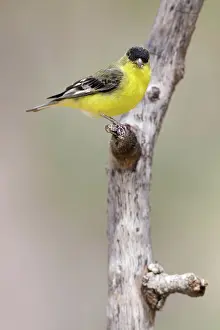 Psaltria: Lesser Goldfinch (Carduelis psaltria)