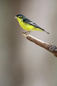 Psaltria: Lesser Goldfinch (Carduelis psaltria)