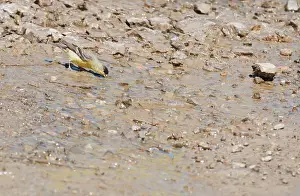 Wildrose: Lesser goldfinch Drinking