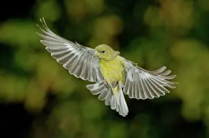 Goldfinches: Lesser Goldfinch Female