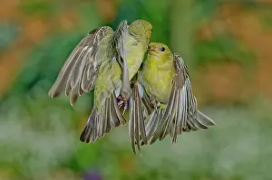 Goldfinches: Lesser Goldfinch females fighting