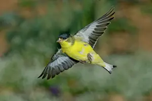 Goldfinches: Lesser Goldfinch Male-flying