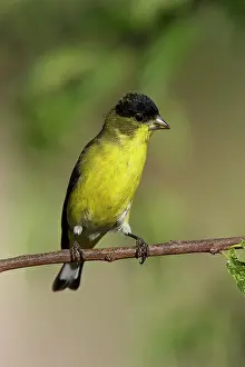 Goldfinches: Lesser Goldfinch - male in molt in southeast Arizona