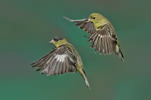 Goldfinches: Lesser Goldfinch Pair in the air
