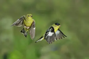 Goldfinches: Lesser Goldfinch Pair in Flight