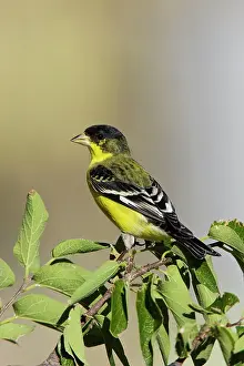 Goldfinches: Lesser Goldfinch - in southeast Arizona