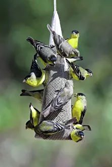 Goldfinches: Lesser Goldfinches - Feeding on niger at garden feeder