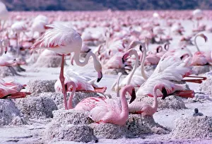 George Hilton Brown: Lesser and Greater FLAMINGOS - at nest