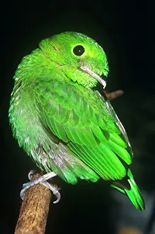 Broadbill: Lesser Green Broadbill