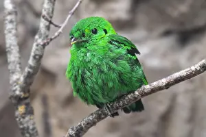 Lesser: Lesser green broadbill (Calyptomena viridis) perched