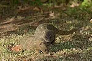 Pulverulenta: Lesser Grey Mongoose