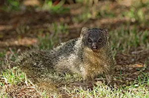 Pulverulenta: Lesser Grey Mongoose
