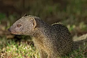 Pulverulenta: Lesser Grey Mongoose