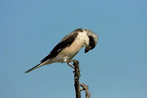 Shrikes: Lesser Grey Shrike