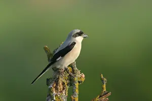 Lanius: Lesser Grey Shrike