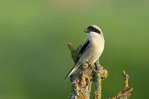 Lanius: Lesser Grey Shrike