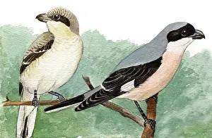Lanius: Lesser Grey Shrike