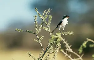 Shrikes: Lesser Grey SHRIKE - calling