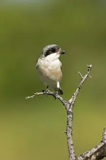 Shrikes: Lesser Grey Shrike - Looking for food from its perch