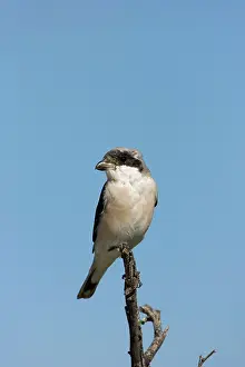 Shrikes: Lesser Grey Shrike - Sitting on a perch