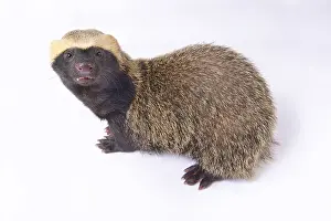 Bolivia: Lesser grison (Galictis cuja) on white background
