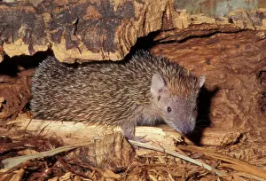 Tenrec: Lesser Hedgehog Tenrec