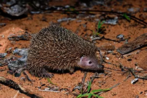 Malagasy: Lesser hedgehog tenrec (Echinops telfairi), Reniala