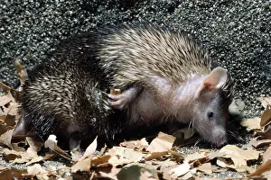 220118: Lesser Hedgehog Tenrec (Echinops telfairi). Madagascar