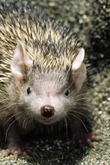 220118: Lesser Hedgehog Tenrec (Echinops telfairi). Madagascar