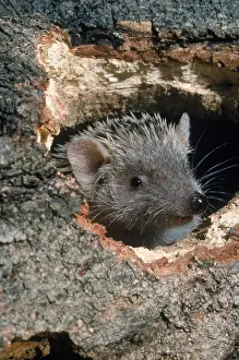 220118: Lesser hedgehog tenrec (Echinops telfairi) from Madagascar