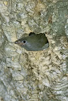 Holes: LESSER HONEYGUIDE - Young bird about to fledge from