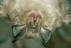 Hipposideros: Lesser Horseshoe Bat - close-up